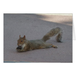 Eichhörnchen mit seiner Nuss