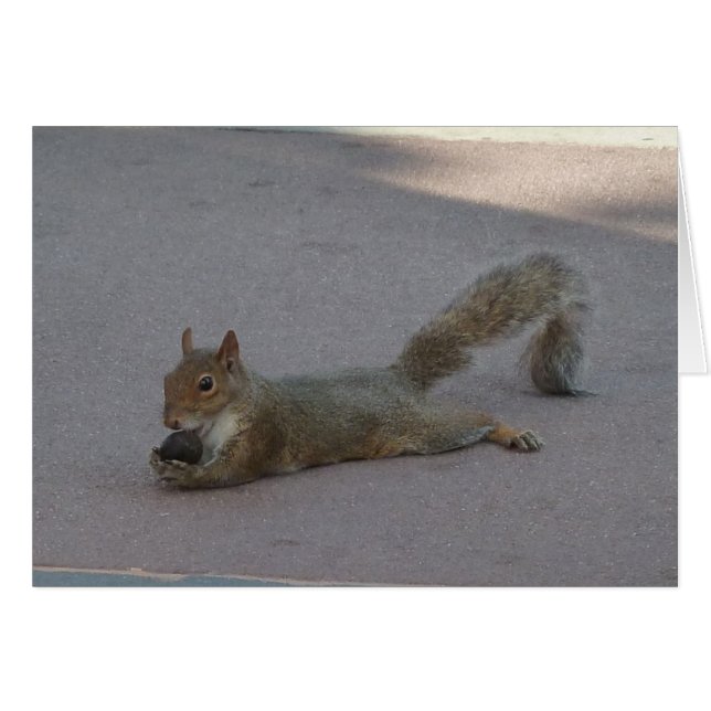 Eichhörnchen mit seiner Nuss (Vorderseite (Horizontal))