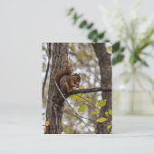 Eichhörnchen mit Walnuss Postkarte (Stehend Vorderseite)