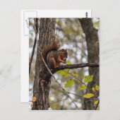 Eichhörnchen mit Walnuss Postkarte (Vorne/Hinten)