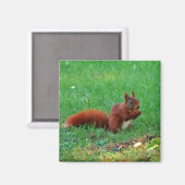 Eichhörnchen mit Walnussmagnet Magnet (Vorderseite/Rückseite)