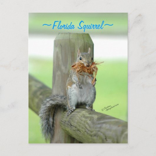 Eichhörnchen mit Zweigen Postkarte (Vorderseite)