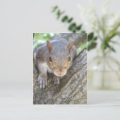 Eichhörnchen Nah Postkarte (Stehend Vorderseite)
