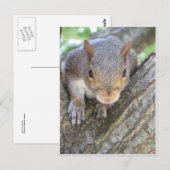 Eichhörnchen Nah Postkarte (Vorne/Hinten)