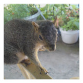 Eichhörnchen Nah UP Perfektes Poster (Vorderseite)