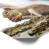 Eichhörnchen Natur Wildtiere Poster (Ecke)