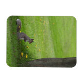 Eichhörnchen, niedlich aussehend magnet (Horizontal)
