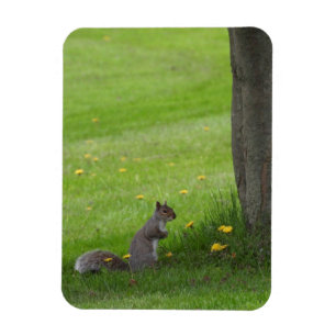 Eichhörnchen, niedlich aussehend magnet