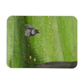 Eichhörnchen, niedlich aussehend magnet (Horizontal)