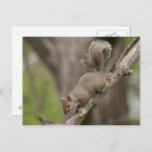 Eichhörnchen Niedlich Fotografie Postcard Portrait Postkarte (Vorne/Hinten)