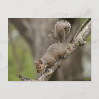 Eichhörnchen Niedlich Fotografie Postcard Portrait Postkarte