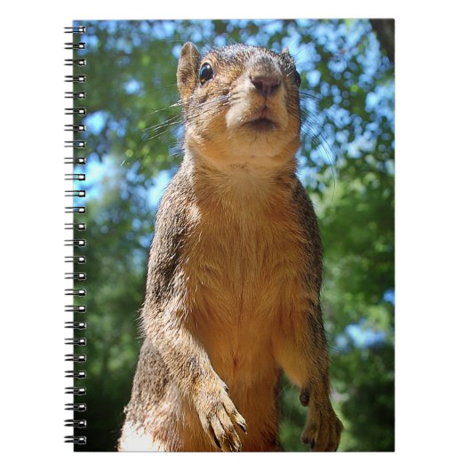 Eichhörnchen Notizblock (Vorderseite)