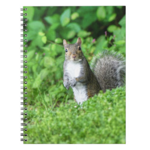 Eichhörnchen Notizblock