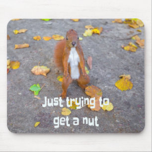 Eichhörnchen Nur beim Versuch, eine Nuss zu bekom Mousepad