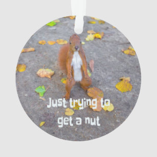 Eichhörnchen Nur beim Versuch, eine Nuss zu bekomm Ornament