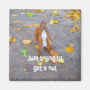 Eichhörnchen nur versuchen, sich eine Nuss zu hole Magnet