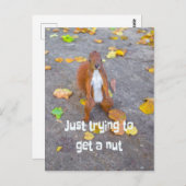 Eichhörnchen nur versuchen, sich eine Nuss zu hole Postkarte (Vorne/Hinten)