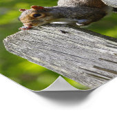 Eichhörnchen oben auf einem Zaun Poster (Ecke)