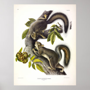 Eichhörnchen oder Western Grau-Eichhörnchen von Au Poster