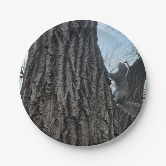 Eichhörnchen Pappteller (Vorderseite)