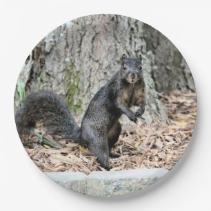 Eichhörnchen Pappteller