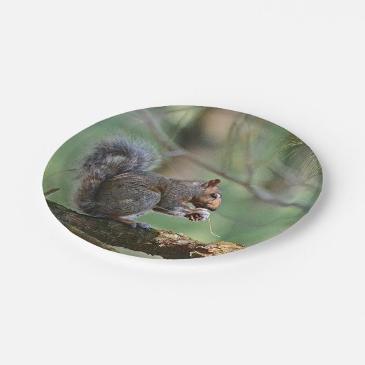 Eichhörnchen-Pappteller Pappteller (Schrägansicht)