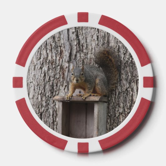 Eichhörnchen Pokerchips (Vorderseite)