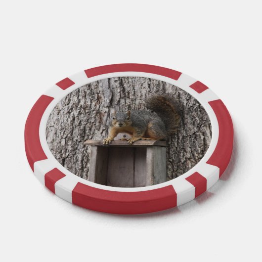 Eichhörnchen Pokerchips (Einzeln)