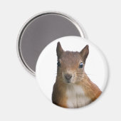 Eichhörnchen Portrait Magnet (Vorderseite/Rückseite)