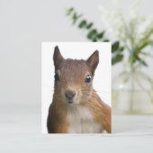 Eichhörnchen Portrait Postkarte (Stehend Vorderseite)