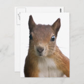 Eichhörnchen Portrait Postkarte (Vorne/Hinten)