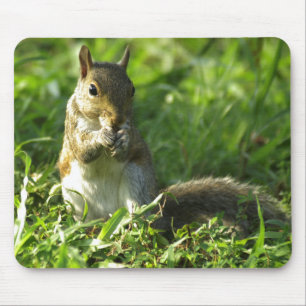 Eichhörnchen-Porträt Mousepad