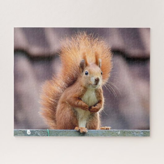 Eichhörnchen-Porträt, Puzzle (Horizontal)