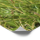 Eichhörnchen Poster (Ecke)