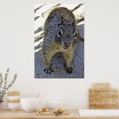 Eichhörnchen Poster (Küche)