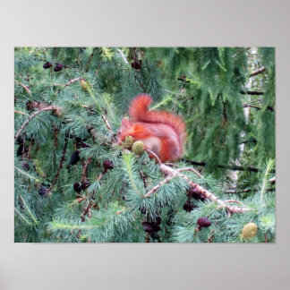Eichhörnchen poster