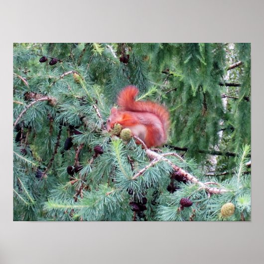Eichhörnchen poster (Vorne)