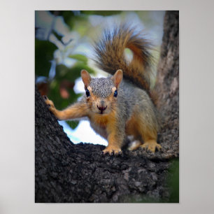 Eichhörnchen Poster