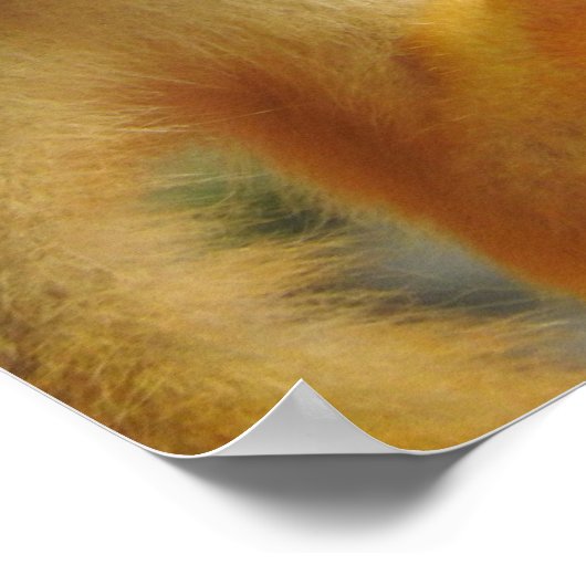 Eichhörnchen Poster (Ecke)