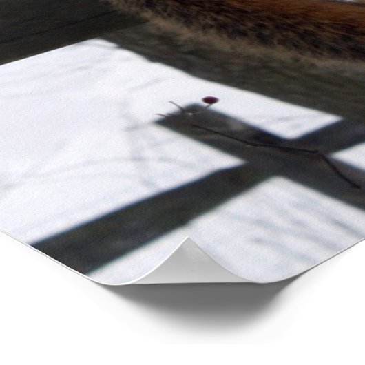 Eichhörnchen Poster (Ecke)