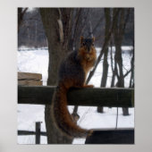 Eichhörnchen Poster (Vorne)