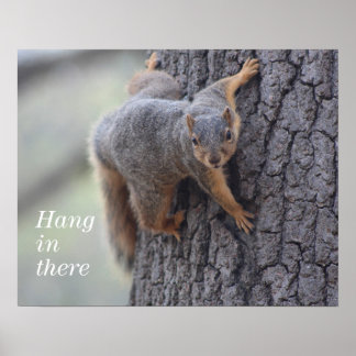 Eichhörnchen Poster