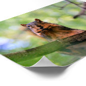Eichhörnchen Poster (Ecke)