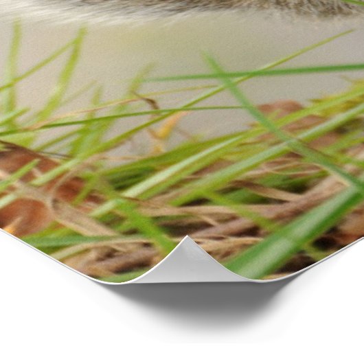 Eichhörnchen Poster (Ecke)