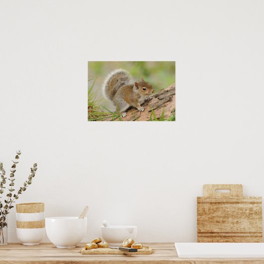 Eichhörnchen Poster (Küche)
