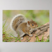 Eichhörnchen Poster (Vorne)