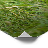 Eichhörnchen Poster (Ecke)