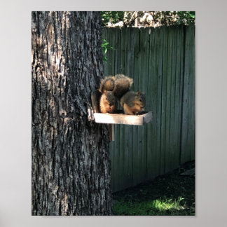 Eichhörnchen Poster