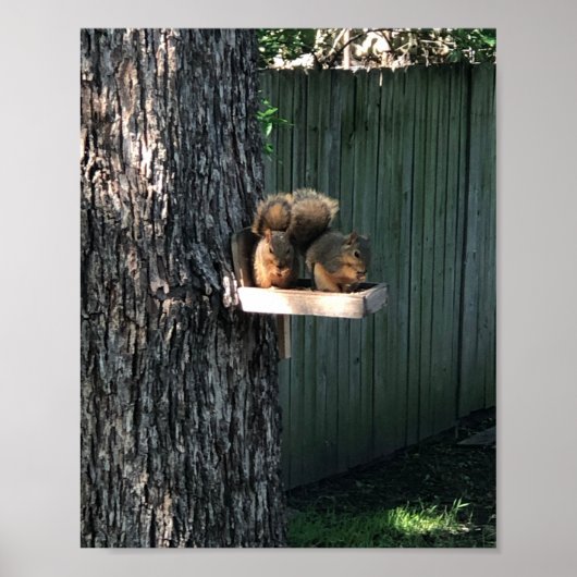 Eichhörnchen Poster (Vorne)
