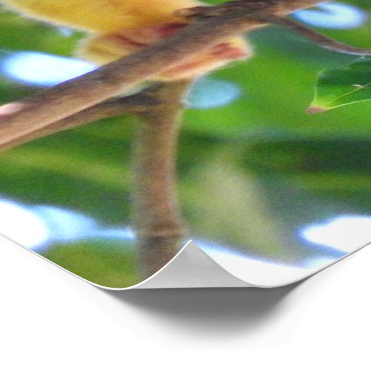 Eichhörnchen Poster (Ecke)